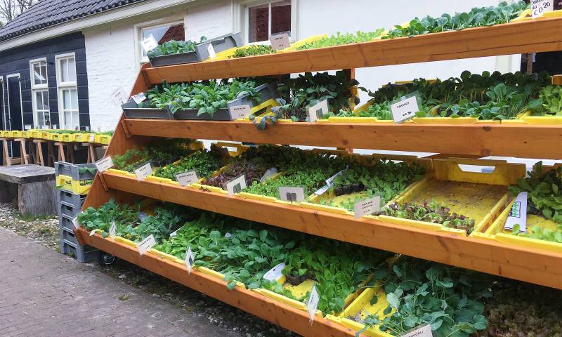 Planten en kruiden als kweekgoed volop te koop